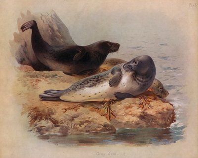 灰色のシール 作： Archibald Thorburn